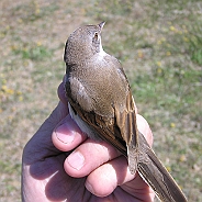 Common Whitethroat